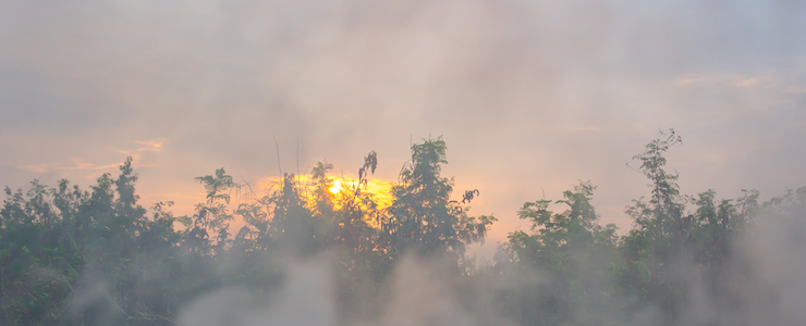 smoke over morning and forest and sun.