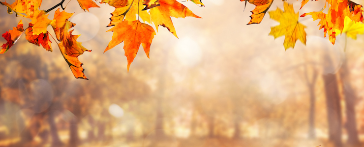 Sunlight pouring through fall leaves.